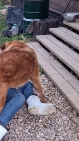 Пёс Кубик захотел на ручки и завалил Машу