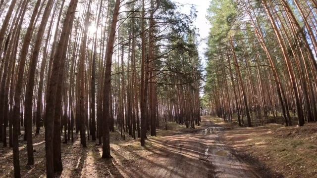 Прогулка по вечернему лесу