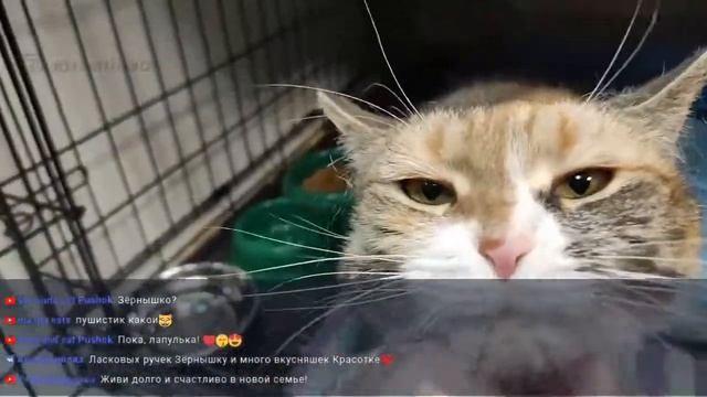 Телеканал "Муркоша" смотреть онлайн