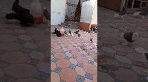 Голуби Узбекистана