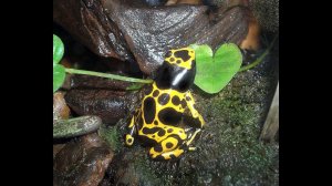 Мои питомцы - Хор священных древолазов