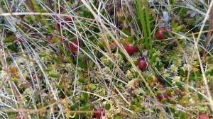 ИДЁМ НА БОЛОТО ЗА КЛЮКВОЙ