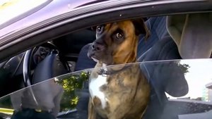 Антитрейлер 2020. "Need for speed". Пародия. Приколы.