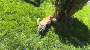 Славик гуляет в Тбилиси