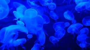 MC Zali - Панда Мия 2020 (музыка в машину)