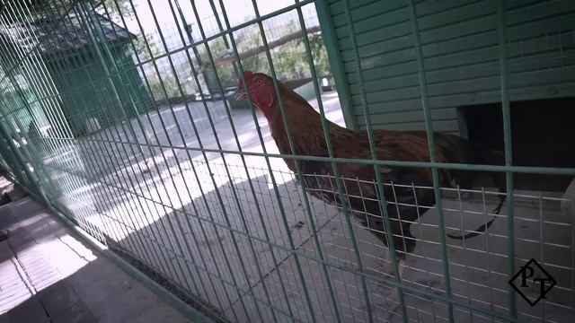 Кок-Тобе. Зоо. Алматы.