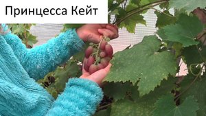 Виноград в Якутске. +7-903-936-4262. У Кати первый урожай винограда.