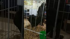 Птица Елены Атрощенко на выставке в Минске