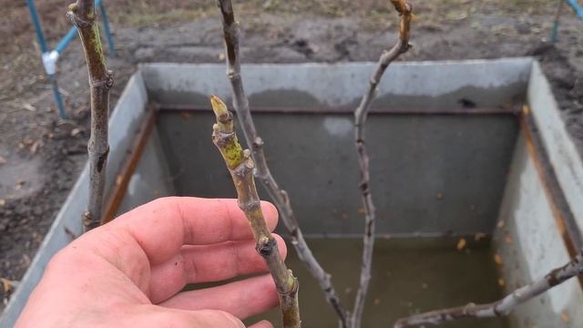 Выращивание инжира в суровом климате средней полосы Р смотреть онлайн