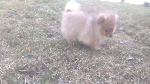 Mikki померанский шпиц родился 05.12.15