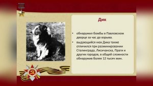 Четвероногие герои ВОВ #80ДобрыхДелКПобеде