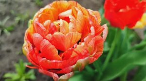 Цветут тюльпаны.