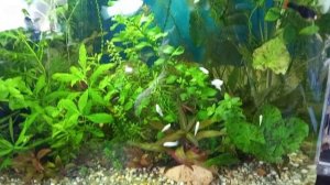 моллинезии.mp4