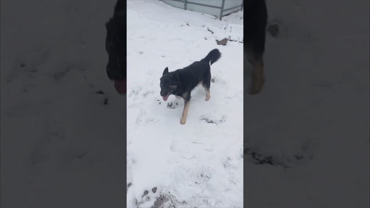 догонялки смотреть онлайн