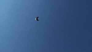 голуби Мелитополя...у Валерия.