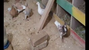 Голуби Немецкие Выставочные