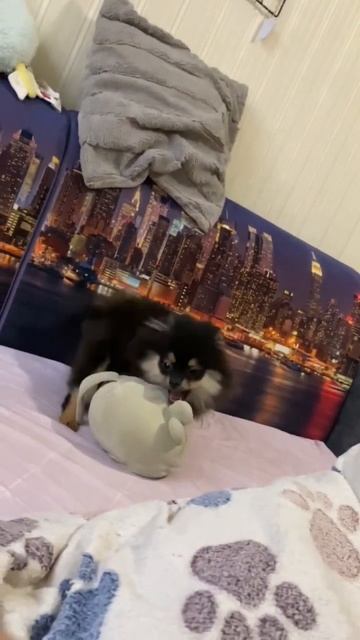 Давай заведем собачку #разрушение #зло #тьма #крушение #собака #шпиц #померанскийщпиц #ириска смотреть онлайн