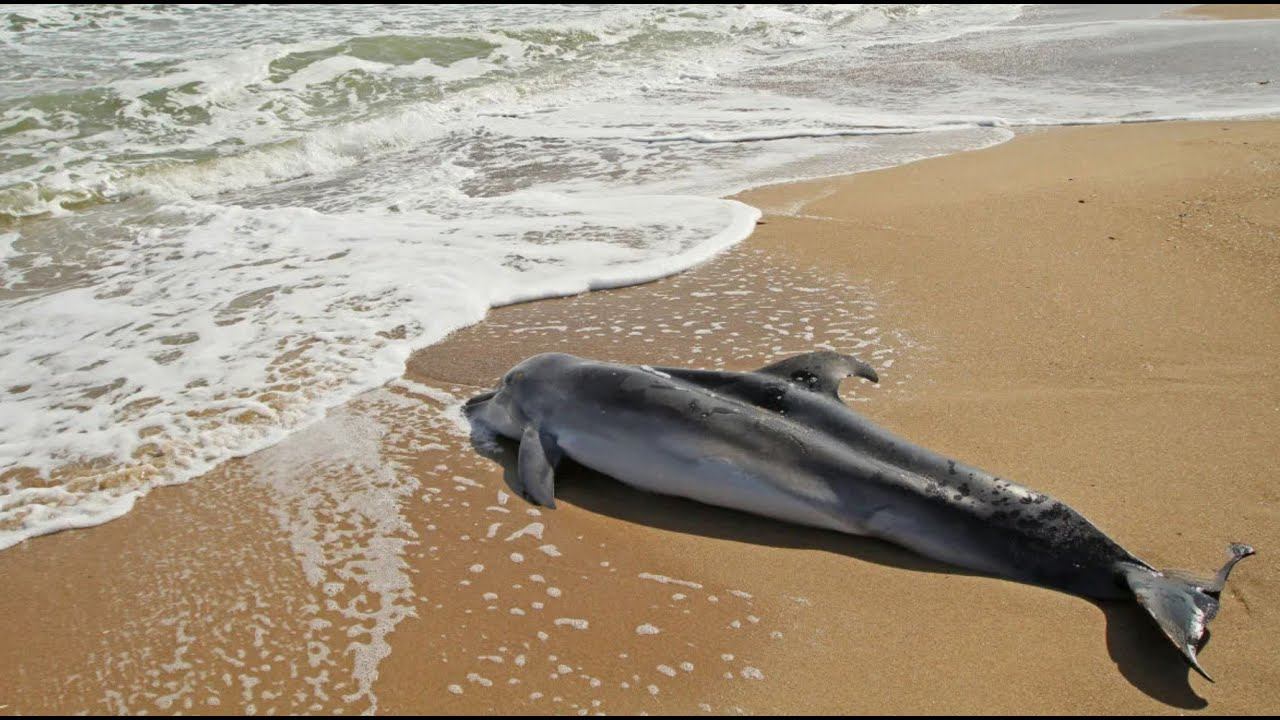 Бугазская коса Анапа Витязево  Катастрофа на Черном Море 2025