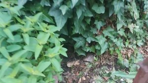 Наш сад в конце апреля 2025 г. .mp4