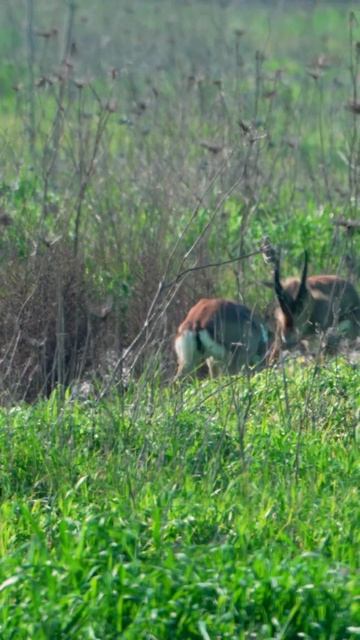 ОБЫКНОВЕННАЯ ГАЗЕЛЬ смотреть онлайн
