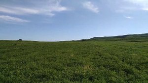 Фестиваль легавых собак в Армении/ Ցուցիչ շների ամենամյա փառատոն/vorsordakan shneri paraton