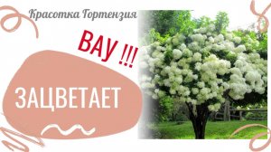 Зацветает красотка гортензия 😍