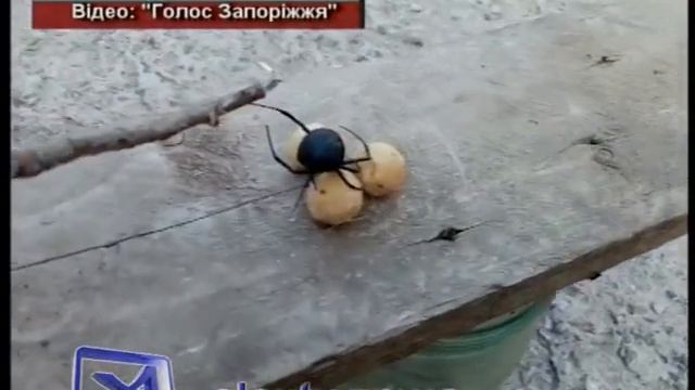 Паучиха на яйцах