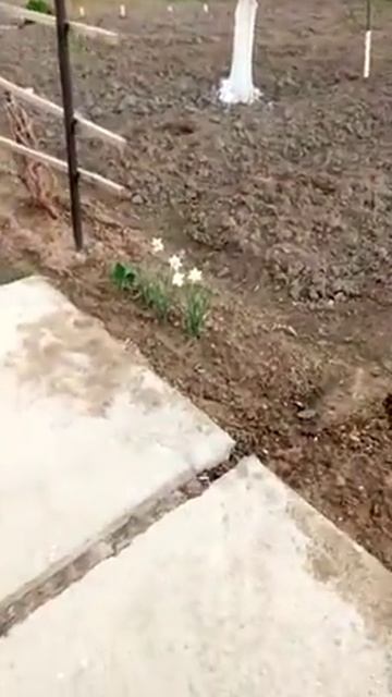 Қара шаңырақ смотреть онлайн