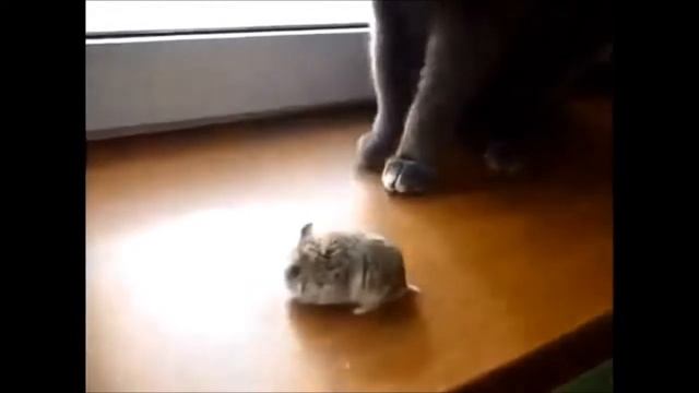 Смешные хомяки