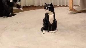 Новая игрушка для коти