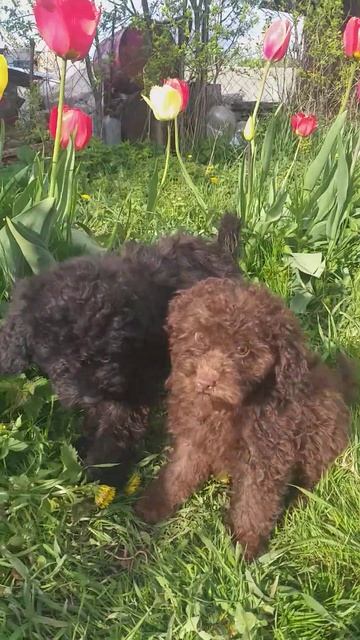 Пуделята , д.р. 10.02.23., привиты, в продаже, недорого! 89202756145. буд рост 28см. смотреть онлайн