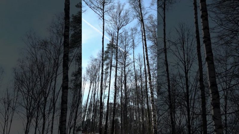 ОСТАНОВИСЬ И ПОСЛУШАЙ – эти звуки наполнят тебя  #звукиприроды #весна #пениептиц