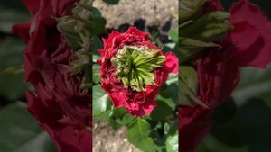 Метаморфозы изменения розы на примере сорта Green Island Samoa.