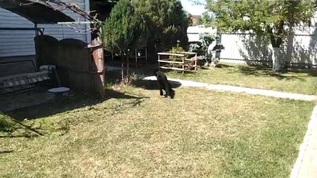 Прятки и догонялки с Роман- Кош Хеймдалем. Воронеж 24.05.24. 1год. сын Пули и Зага смотреть онлайн