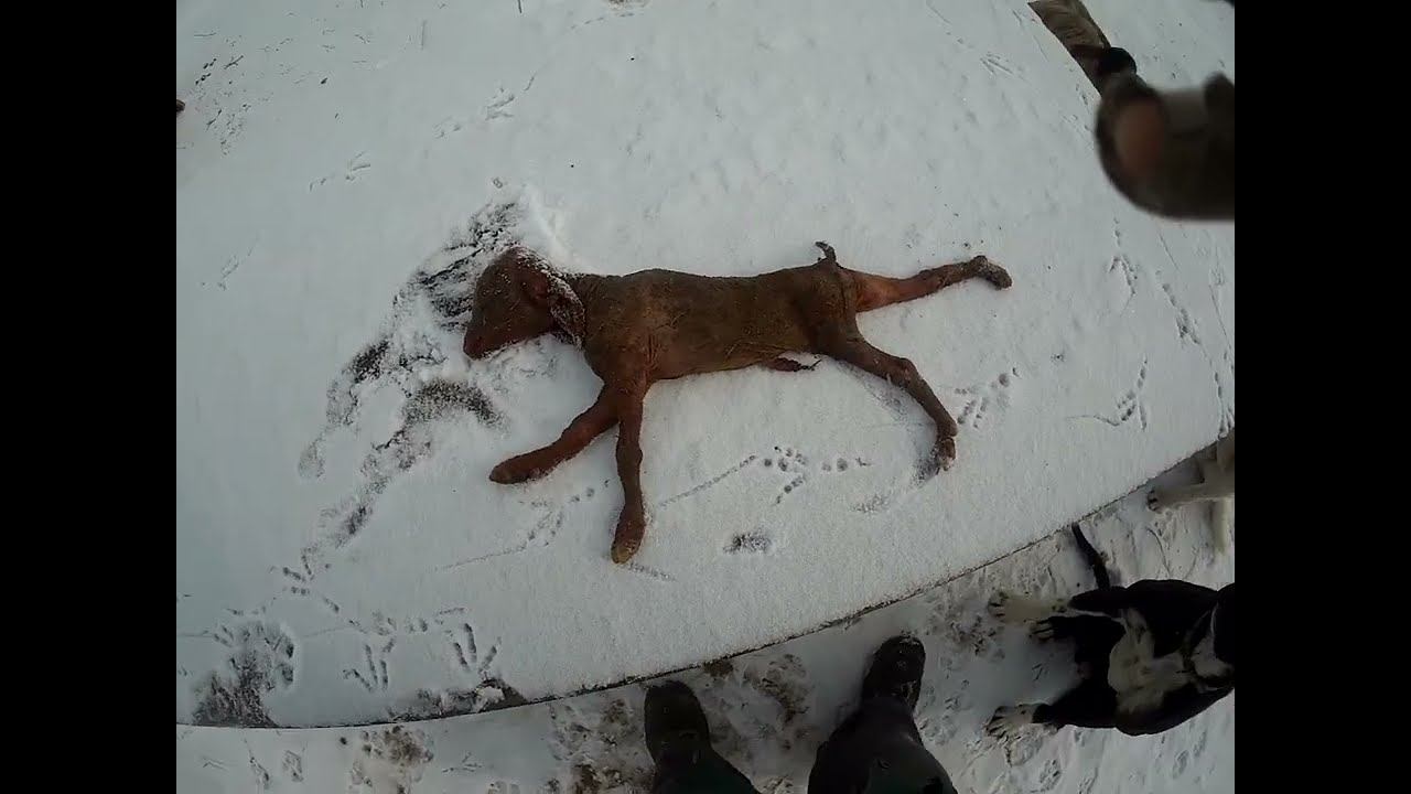 25.02.2025 Падёж ЧТО ДЕЛАТЬ? : ЛПХ В ОПАСНОСТИ смотреть онлайн