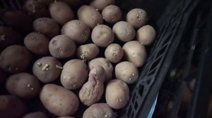 Проращивание картофеля. Проращиваю картофель для раннего урожая в опиле