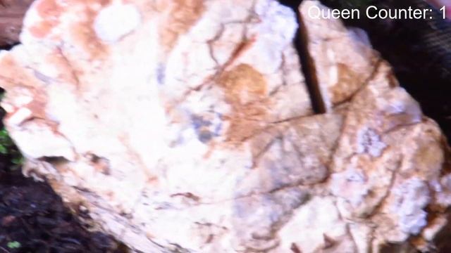 Yellow Crazy Ant Colony in a Tropical Vivarium!3 Queens
