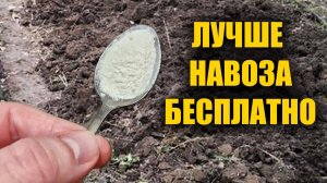 1 Ложка на ведро воды и земля как новая! Пролейте этим землю для большого урожая всего!