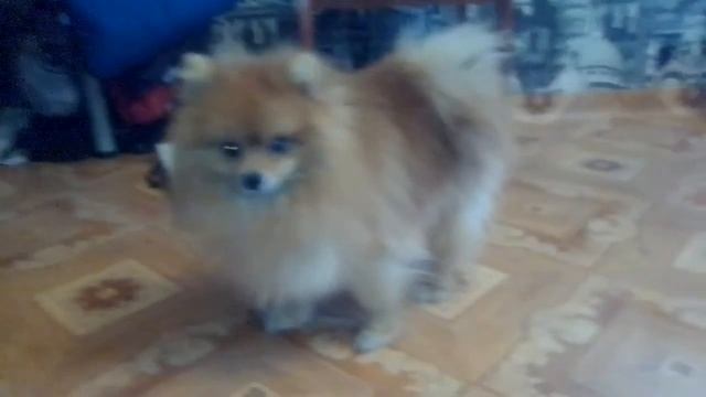 ШпИц НеМо смотреть онлайн