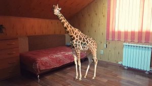 I learned to turn into animals / Я научился превращаться в животных