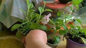 Прессованные свиные уши! Сборка шкафа.