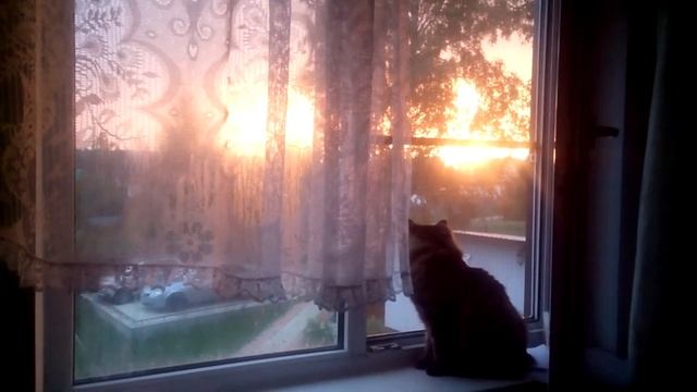 Кот Романтик #моясемья  #семейноевидео #семейныйархив #домашниепитомцы #семейноевидео