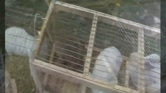 Виставка тварин у м. Гуляйполі на день міста. 2011 рік смотреть онлайн