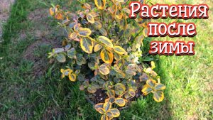 Мой вечнозелёный, экзотический сад в Ставропольском крае. Как перезимовали растения