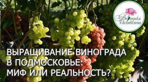 ВЫРАЩИВАНИЕ ВКУСНОГО ВИНОГРАДА ПОД МОСКВОЙ : МИФ ИЛИ РЕАЛЬНОСТЬ?