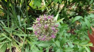 ДЕКОРАТИВНЫЙ ЛУК АЛЛИУМ В САДУ: ПОСАДКА И УХОД / Allium in the garden