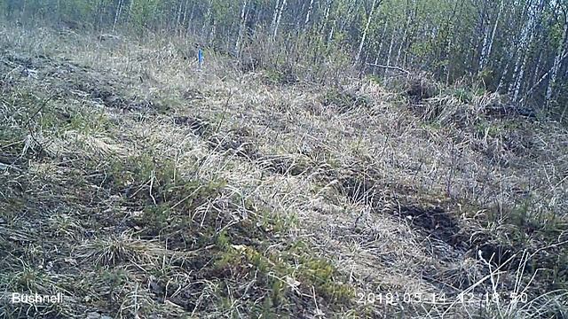 Заяц 14 05 19 смотреть онлайн