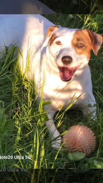 Кто лучше - собаки или кошки? смотреть онлайн