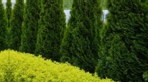 Живая изгородь: 5 лучших кустарников🔥#дача #идеидляда