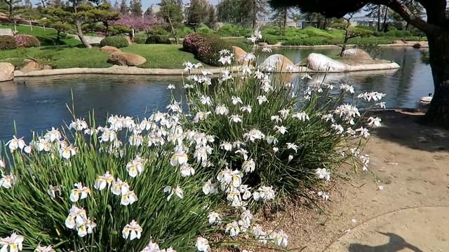 КАК МЫ ОКАЗАЛИСЬ В ЯПОНИИ? Цветение сакуры!  america vlog